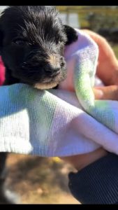 Ein Welpe aus dem Shelter in Rumänien, eingewickelt in ein Handtuch